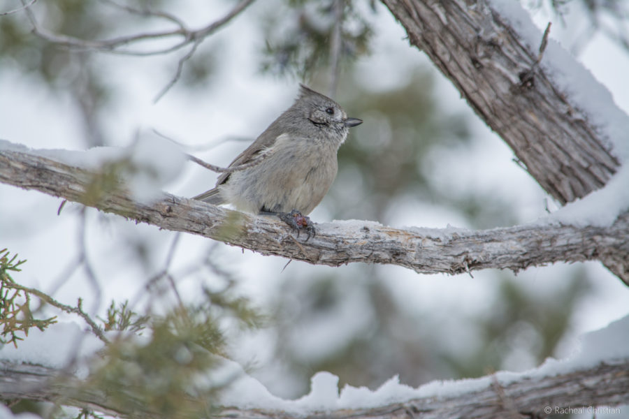 Knee Deep In Snow With A Juniper Titmouse