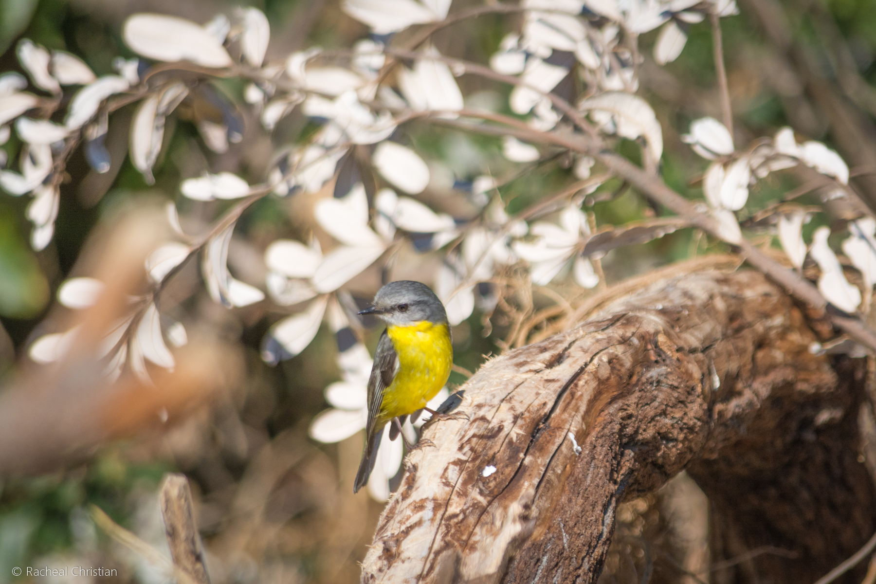 Bird Photos: Eastern Yellow Robin, Eopsaltria australis Photography by Racheal Christian rachealchristianphotography.com