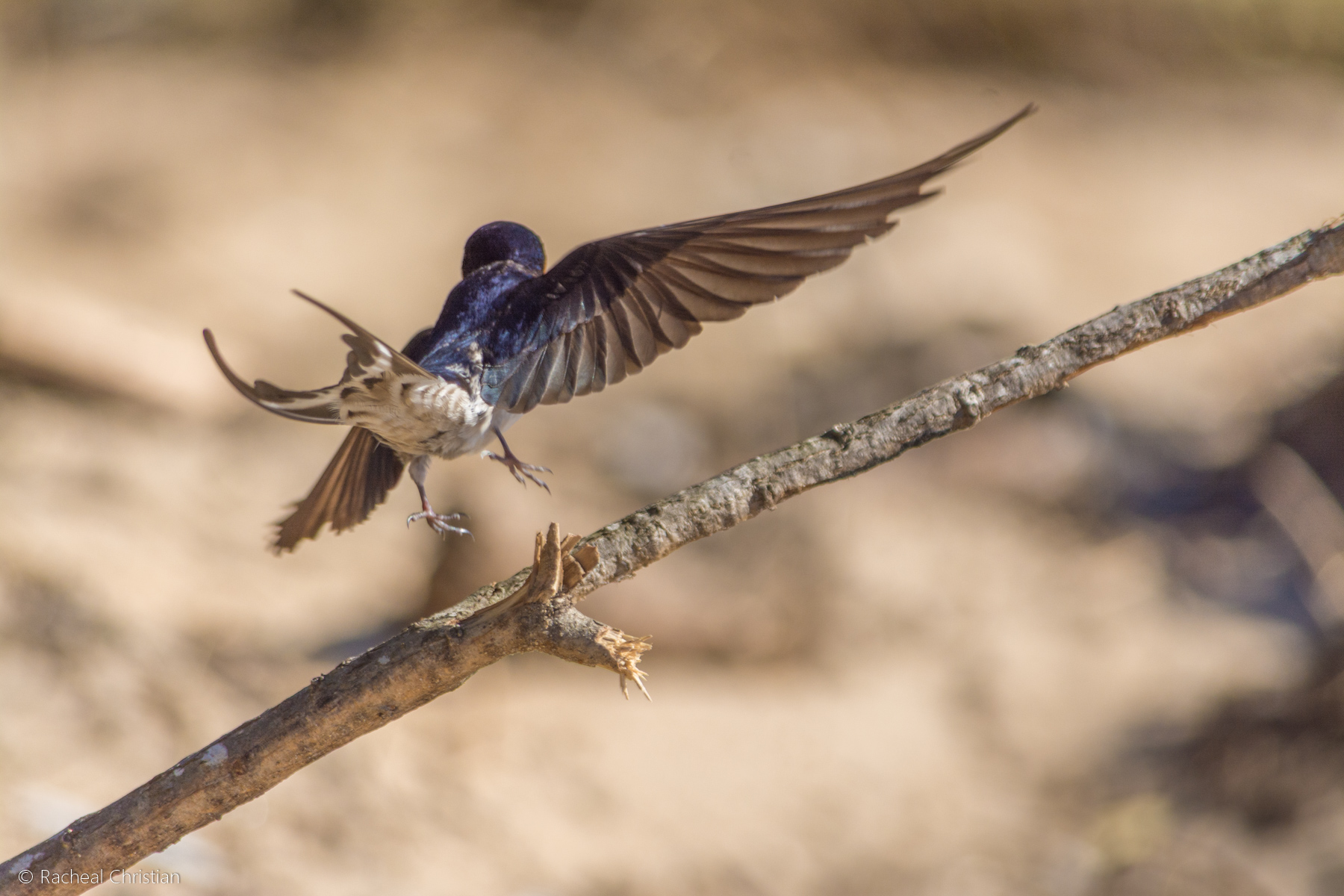 Bird Photos: Welcome Swallow, Hirundon neoxena. Photography by Racheal Christian rachealchristianphotography.com