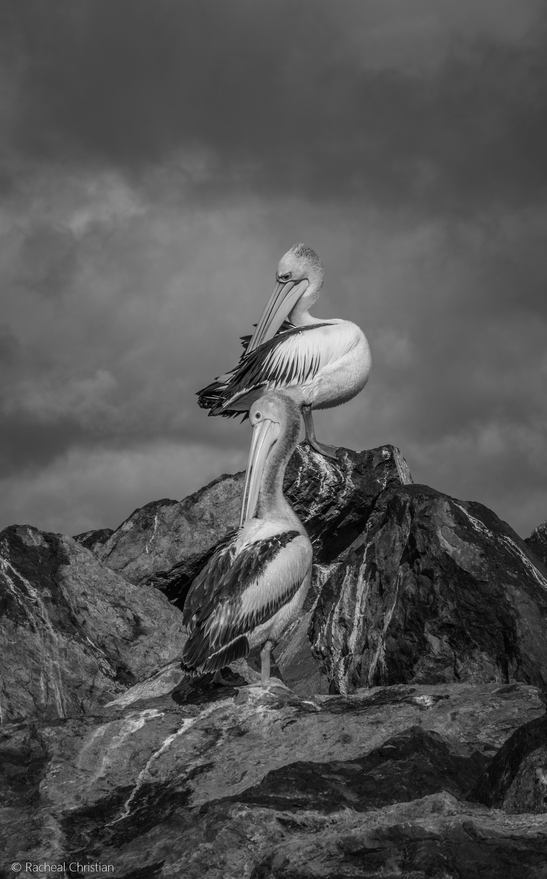 Pelican: 'Pelicans On Rocks' in Black & White by Racheal Christian - Photographed at Eden Wharf in NSWrachealchristianphotography.com