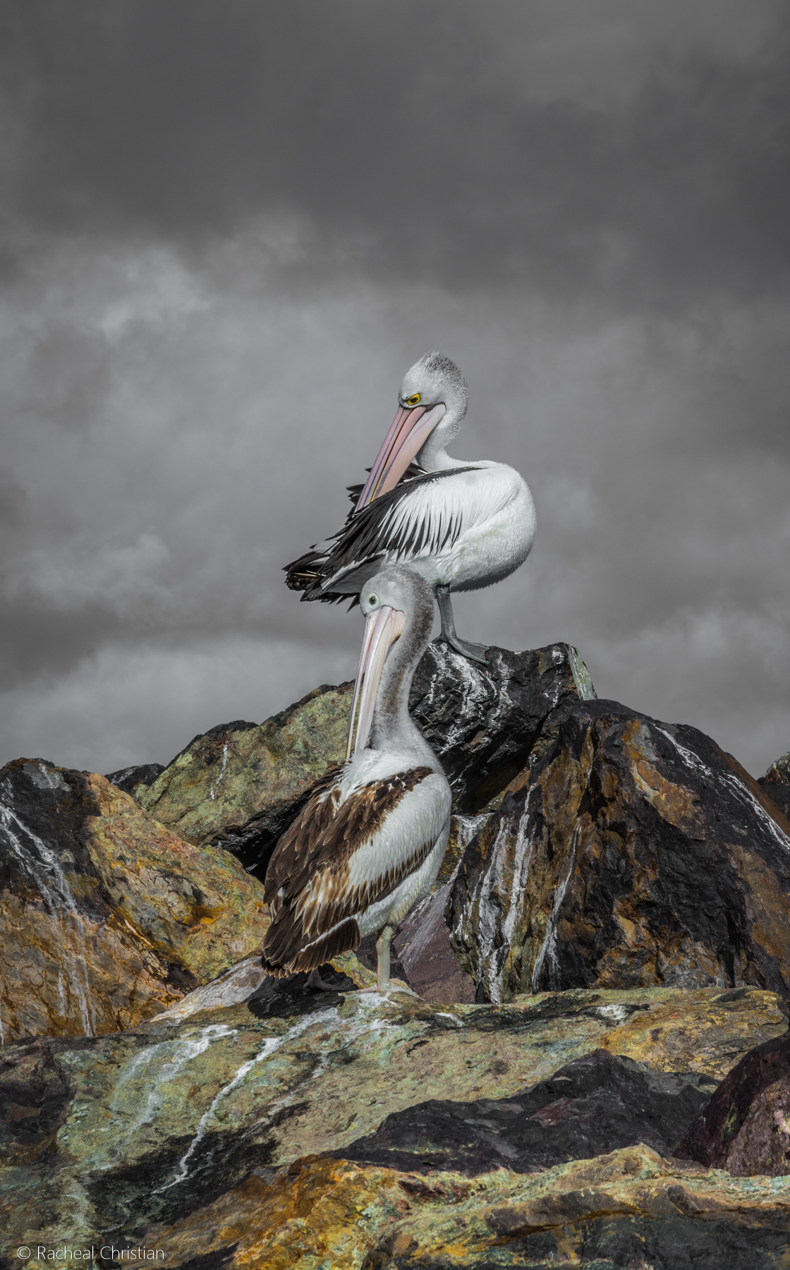 Pelican: 'Pelicans On Rocks' by Racheal Christian - Photographed at Eden Wharf in NSWrachealchristianphotography.com