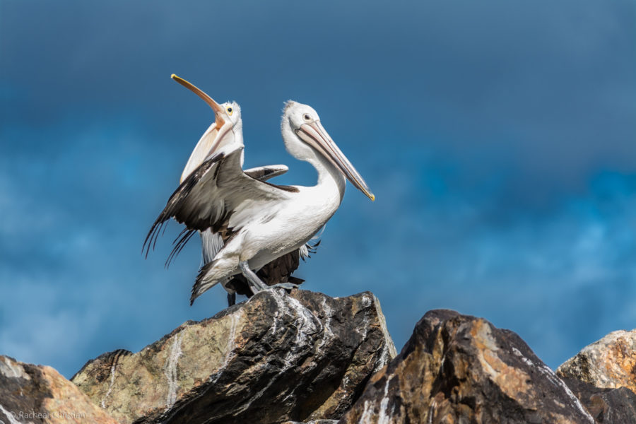 Pelican: 'The Pelicans' by Racheal Christian - Photographed at Eden Wharf in NSWrachealchristianphotography.com