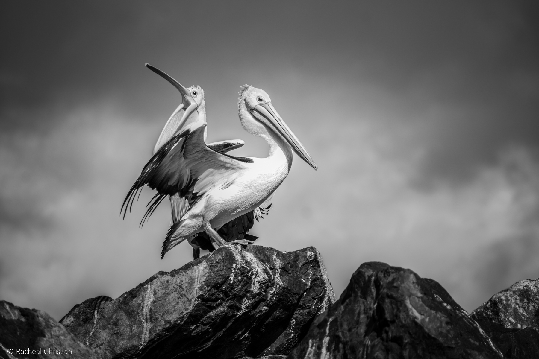 Pelican: 'The Pelicans' in Black & White by Racheal Christian - Photographed at Eden Wharf in NSWrachealchristianphotography.com