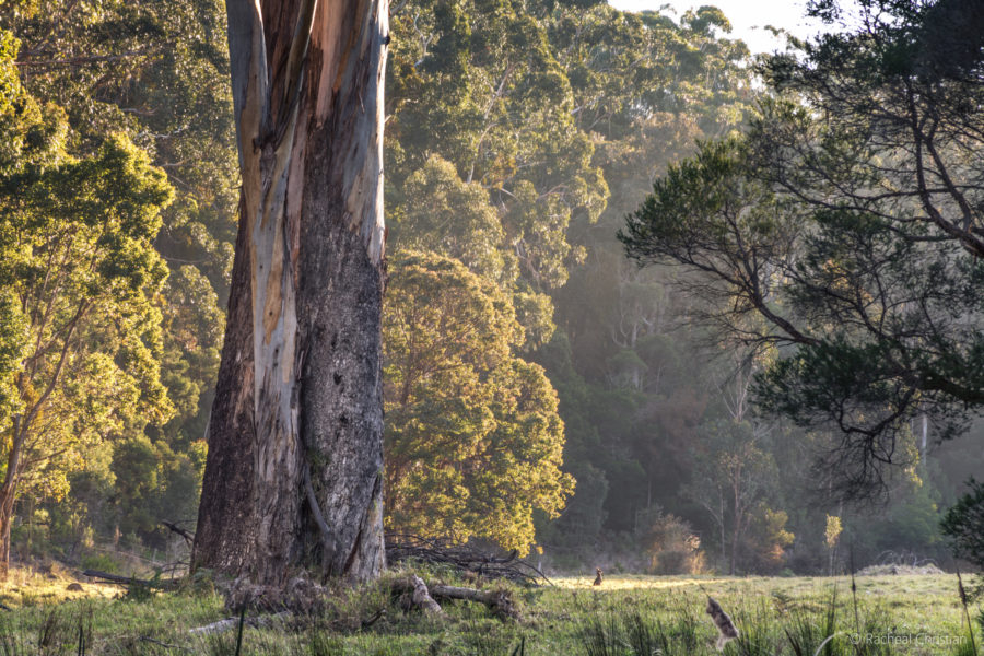 Photo Of The Week: The Meadow | Eden NSW by Racheal Christian