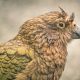 The Kea – Photographing The World’s Only Alpine Parrot