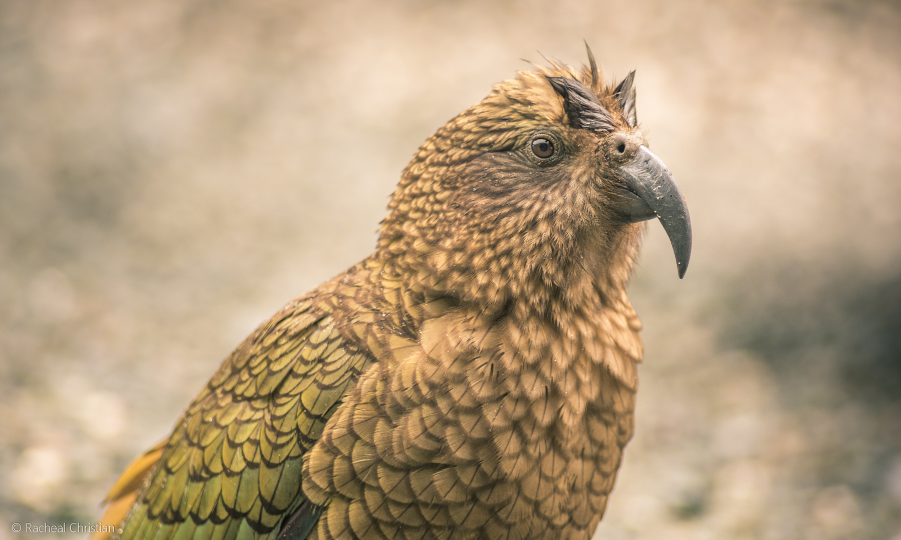The Kea – Photographing The World’s Only Alpine Parrot by Racheal Christian