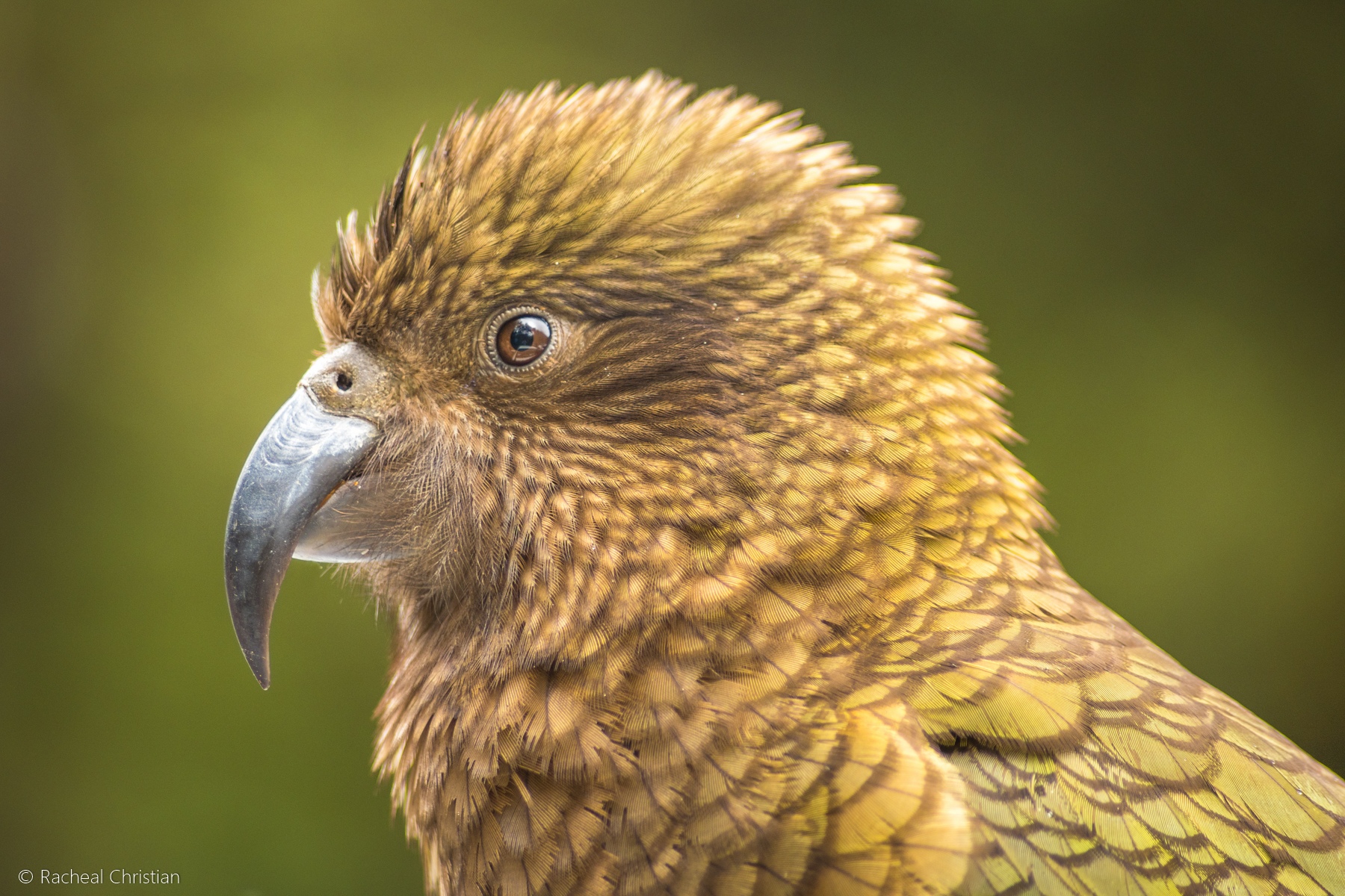 The Kea – Photographing The World’s Only Alpine Parrot by Racheal Christian